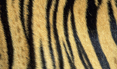 Fototapeta na wymiar Leopard fur pattern