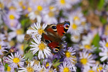 European peacock butterfly (Aglais io) sitting on Spanish Daisy in Zurich, Switzerland