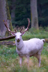 1 white albino fallow deer (Dama dama, damwild). The animal stands on a green meadow in the forest. Magnificent antlered. Wildlife in germany.