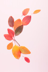 Autumn composition on a bright pink light background. Colored leaves. Autumn. 