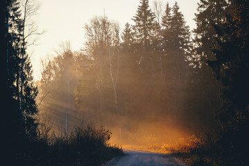 Stunning light rays from rising sun through foggy forest trees in a autumn morning.