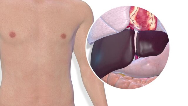 Liver, internal organs 3D render, anatomy of the human body, white background with luma matte for transparency.