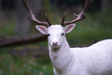 Portrait of a white albino fallow deer (Dama dama, damwild). The animal stands on a green meadow in the forest. Directly view. Wildlife in germany.