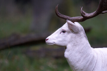Portrait of a white albino fallow deer (Dama dama, damwild). The animal stands on a green meadow in...