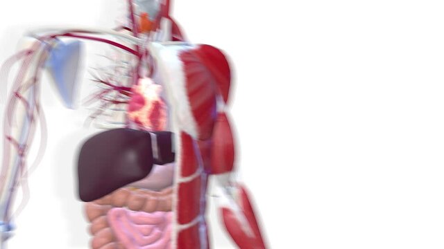 Liver, internal organs 3D render, anatomy of the human body, white background with luma matte for transparency.