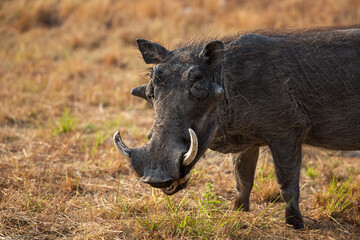 Naklejka na ściany i meble African warthog in Etosha National Park. Namibia