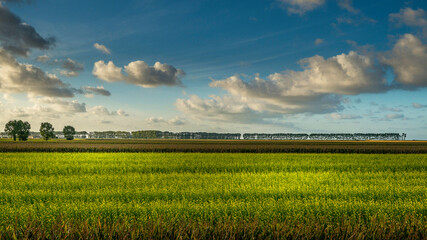 Poldres de la Baie du mont St Michel