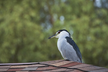 Black crowned Night Heron on asphalt shingle roof top