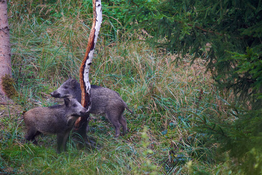 2 wild boars (Sus scrofa, Wildschweine) in the forest. The animals use a painting tree to scrub their rind. Wildlife in germany.