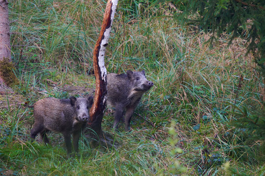2 wild boars (Sus scrofa, Wildschweine) in the forest. The animals use a painting tree to scrub their rind. Closeup. Wildlife in germany.