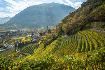 Italy, view over vineyards in South Tyrol - obrazy, fototapety, plakaty