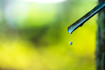 Rubber tapping until latex is slowly dripping from the tree.