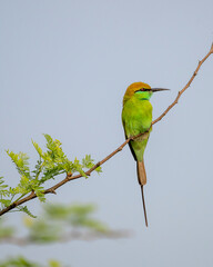 The Asian green bee-eater, also known as little green bee-eater, is a near passerine bird in the bee-eater family. It is resident but prone to seasonal movements and is found widely distributed
