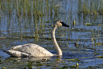 Adult Trumpeter Swan paddles serenely at Crex Meadows in Wisconsin