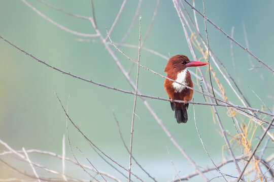 The white-throated kingfisher also known as the white-breasted kingfisher is a tree kingfisher, widely distributed in Asia from the Sinai east through the Indian subcontinent to the Philippines.
