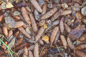 Autumn fir cones in fall foliage on the ground. Atmospheric. Autumn background in the park for a postcard. Top view