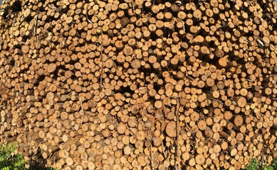 Stockage du bois après l'abattage des sapins au lieu-dit Barré à Briec en Bretagne Cornouailles Finistère France	