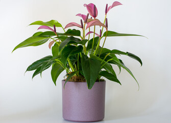 Flamingo flower in a pink pot. Flamingo flower, a plant species of the genus Araceae with long stems and distinctively veined dark green leaves and large flower trays in red, orange, and white.