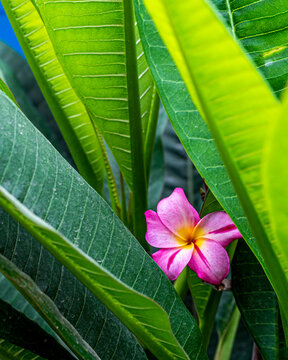 Plumeria rubra is a deciduous plant species belonging to the genus Plumeria. Originally native to Mexico, Central America, Colombia and Venezuela, it has been widely cultivated in subtropical