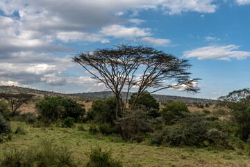 Fototapeta na wymiar Landscape View of Serengeti Park including trees in Tanzania