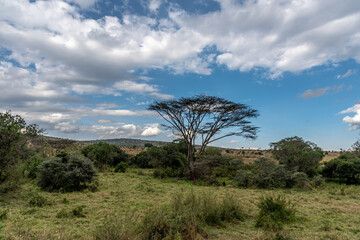 Fototapeta na wymiar Landscape View of Serengeti Park including trees in Tanzania