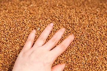 Fresh buckwheat background texture. Cereals and organic food concept