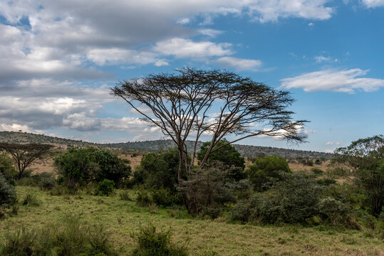 Landscape View of Serengeti Park including trees in Tanzania