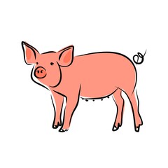 Hand-drawing pig. Cute pig. Vector illustration