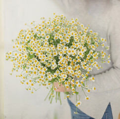 Bouquet of daisies. Woman florist holds a large beautiful bouquet of blooming white daisies in a flower shop. Chamomile.
