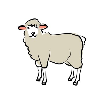 Hand-drawing sheep. Cute sheep. Vector illustration