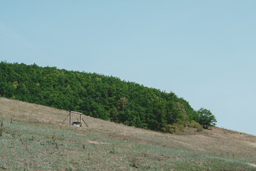 green hill near the forest on a sunny day