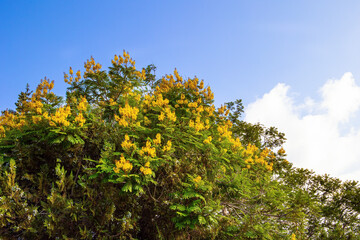 Lush crown of acacia