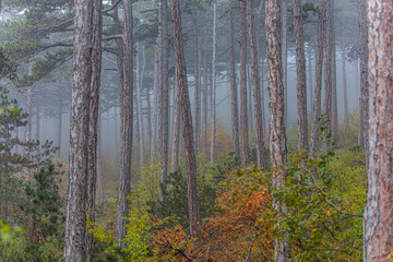 misty autumn forest 