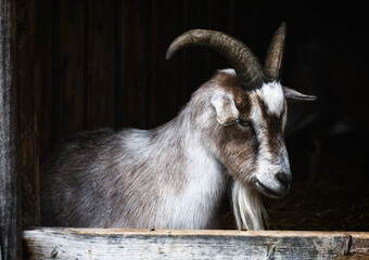 A goat in it's shed. 
