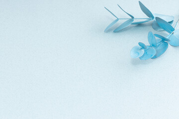 Eucalyptus branch on pastel blue background.