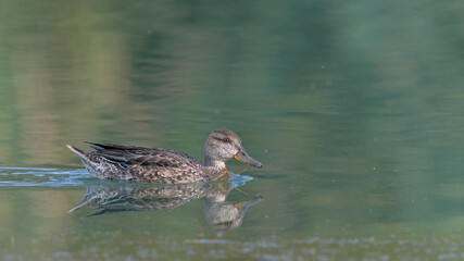Eurasian Teal (Anas crecca), Greece