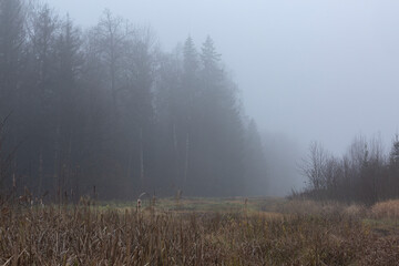 Obraz na płótnie Canvas Misty morning in the forest