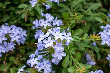 Small purple flowers among green leaves. Flowers herald the spring.