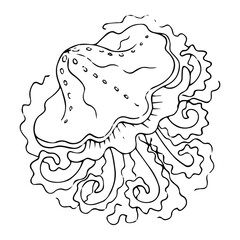 Collection of jellyfish on white background, cartoon vector illustration. Hand drawn jellyfish. Vector illustration. Sea collection.