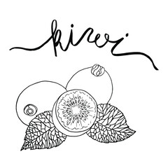 Kiwi hand drawn collection by ink and pen sketch. Isolated vector design for fruit and vegetable products and health care goods.