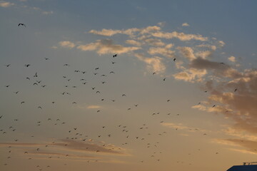 Moltitudine di gabbiani in volo al tramonto