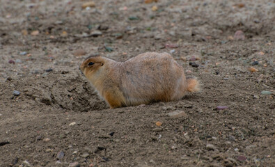 prairie dog on the ground