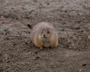 prairie dog eating