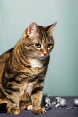 Obraz premium portrait of domestic striped cute shorthair cat with christmas decoration