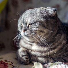 A cat of the breed "Scottish fold" on a chair close-up