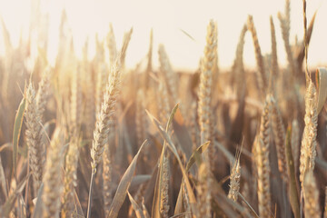 Fototapeta premium Grain field in the sunset 