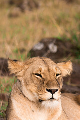 Lioness in the grass