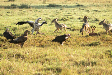 Fototapeta na wymiar Vultures 