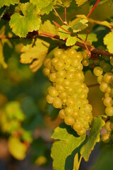 Ripe grapes in the golden sunlight
