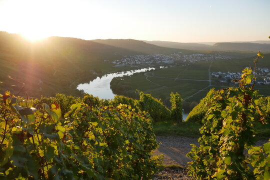 Weinreben und Moselschleife bei Leiwen und Trittenheim, Sonnenuntergang